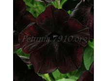 ������� Debonair Black Cherry ������� 70�