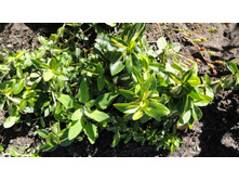 ��������� �������