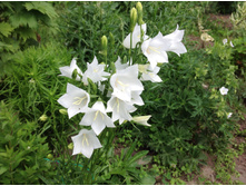 �����. �������������� �����