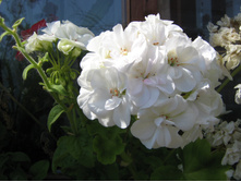 ���������� ��������� ������������ �����