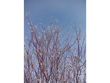 IMG 20160320 095819.jpg