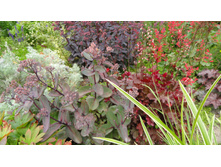 ����� ����