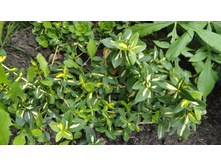 ��������� �������