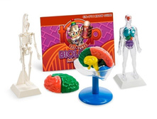 E2594  biology  models.jpg