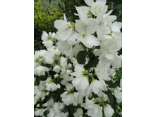 ������ ���������� ��������