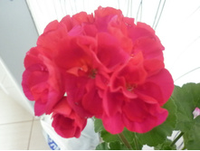 ���������� ������������ ���������