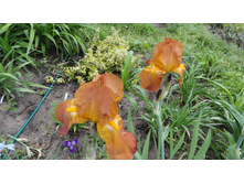 ���� �����-�������