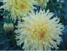 №62 ������ ������ �.jpg