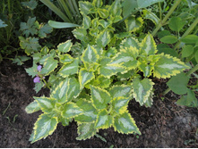 ������� ������ �����������