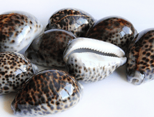 ������� ������ ������ ��., �������:8890, 48�