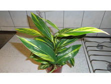 �������� Alpinia 'Variegata' - 450   ���.