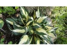 ����� ����������