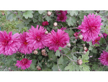 ���������� ��������