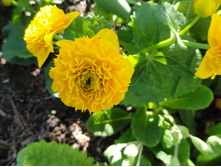 ��������� �������� Multiplex