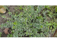 ��������� �������� �����