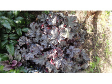 ������� ����������������� ����