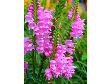 ���������� ���������