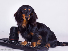 12771639 1010118419054581 2807593452068644094 o.jpg