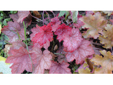 ������� �����