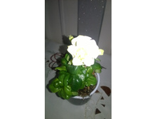 WP 20160313 14 31 38 Pro.jpg