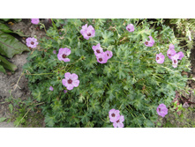 ������ ��������� ��������