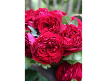 ������ 234���. (����� �������� ��� 1��.).jpg