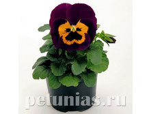 ����� Inspire Purple and Orange - 50�