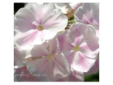 ����� ������ ���� 65,0