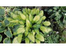 ����� ����� �����