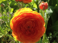 ���������: ��� � ����