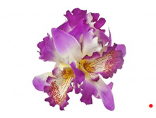 2244. �����. ����. ������ 15 ��. 100 ���.jpg