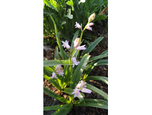 ���������� �������