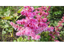 ����� ���� ����