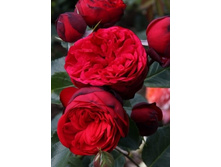 ����� 234���. (����� �������� ��� 1��.).jpg