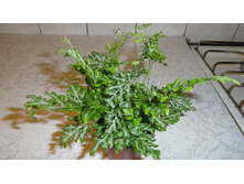 ������ ���������� (Pteris ensiformis) ����  Evergemiensis- 150 -350 ���.