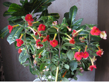 �������� Inferno