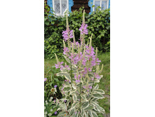 ���������� �����������