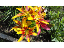 ����� ��������.