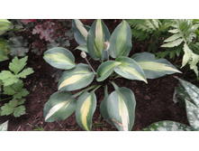 ����� ������