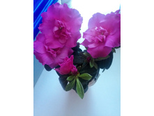 IMG 20151129 135028.jpg