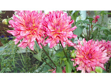 №5 ������ ����.JPG