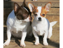 ������ 018.JPG