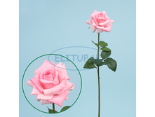 ��000041 ���� ������ ������� 75 �� (24 ��. ���.) 295�.png