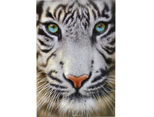 15971 ���� 500 ������� - ����� ����.jpg