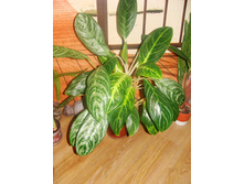 Aglaonema King Of Siam � ��������� " Green Sun"