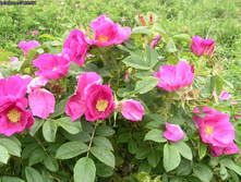 �������� ���������