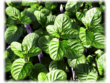 ���� ������������+