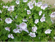 ������  ������ ���