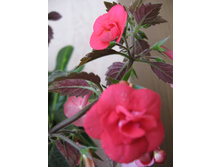 �������� - Stan's Delight