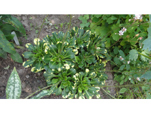 ���������� �����������